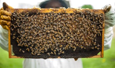Milas'ta Arıcılık Ve Bal Üretimi Eğitimle Geliştirilecek