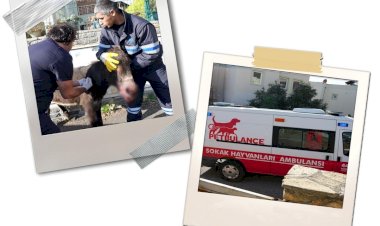 Petbulance Ekibi Yaralı Eşeğe Müdahale Etti