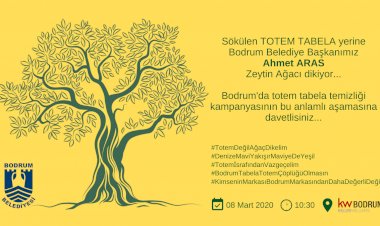 Sökülen Tabelaların Yerine Zeytin Ağacı Dikilmeye Başlanıyor