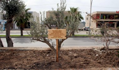 Sökülen Totem Yerine Zeytin Ağacı Dikildi