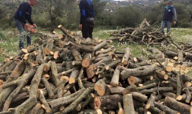 Budanan Zeytin Ağaçları, İhtiyaç Sahiplerinin Yüzünü Güldürecek