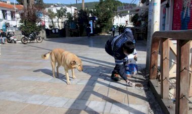 Bodrum'da Sokak Hayvanları Unutulmuyor