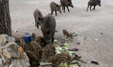 Belediyeden Yaban Domuzu Önlemi