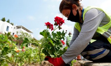 Bodrum Misafirlerini Begonvillerle Karşılayacak