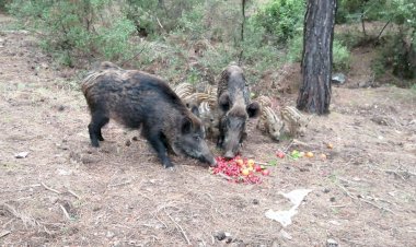 Yaban Domuzlarına Beslemeli Önlem