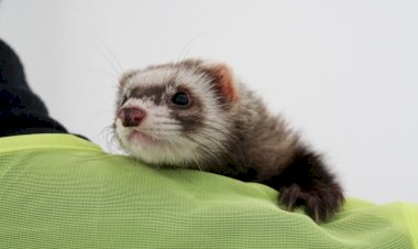 Feret İlgi Odağı Oldu