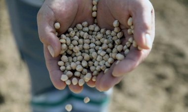 Ata Tohumlarımız Toprakla Buluşuyor