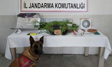 Jandarmadan Uyuşturucu Kaçakçılarına Operasyon