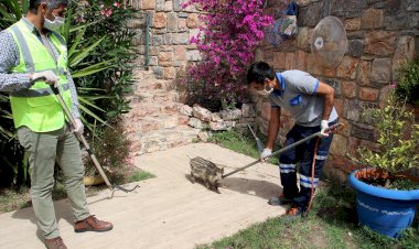 Site İçinde Sıkışan Sürüye Belediye Ekipleri Müdahale Etti