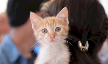 Yalıkavak Kısırlaştırma Merkezi Açıldı