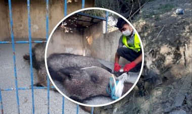 Kapana Yakalanan Domuz Ekipler Tarafından Kurtarıldı