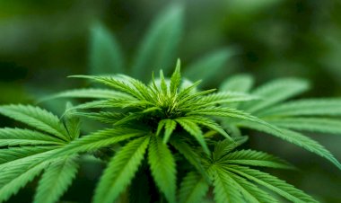 Muğla'da Endüstriyel Kenevir Ekimi Neden Yok?