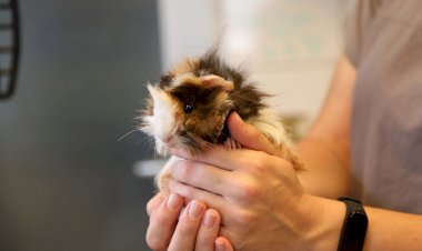 Sevimli ‘Guınea Pig’ Sahiplendirilmeyi Bekliyor