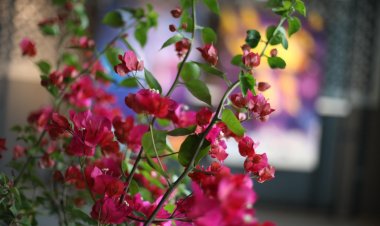 Begonvil Kenti Bodrum Projesi Tanıtıldı