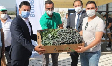 Bodrum Belediyesi 140 Bin Kışlık Fideyi Üreticilere Hibe Etti
