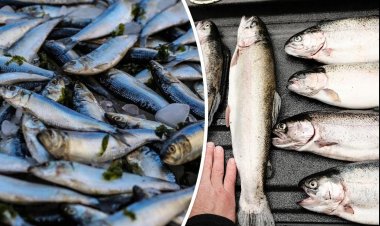 Coronavirüs Süreci Balık İhracatını Etkilemedi