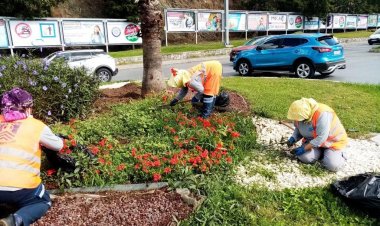 6 Bin Adet Kasımpatı Dikimi Yapıldı