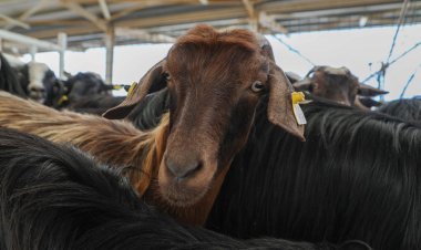 Bodrum Belediyesi Tarafından Üreticilere 350 Kıl Keçisi Hibe Edildi