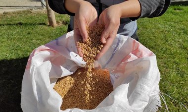 Menteşe’de Kadim Buğdayların Ekimine Başlandı