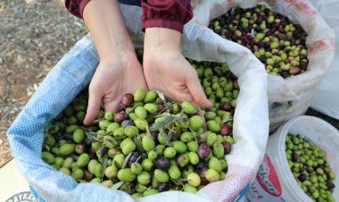 Belediye Yağ Üretip Marmaris’i Tanıtacak