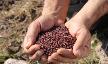 Karaova’ya İlk Kez Kanola Tohumu Ekildi