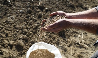 Menteşe Belediyesi Hayvan Yetiştiricisi İçin Yem Bitkisi Üretiyor