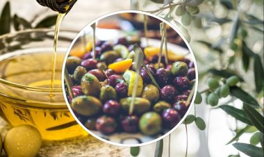 Ziraat Odası Zeytin Fidanı Satışına Başlıyor