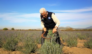 Muğla’da İkinci Lavanta Hasadı Yapıldı