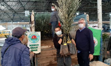 Gemlik Zeytini Fidan Dağıtımı Gerçekleştirildi