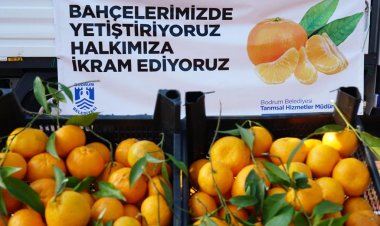 Belediye Bahçesinde Mandalina Hasadı Tamamlandı