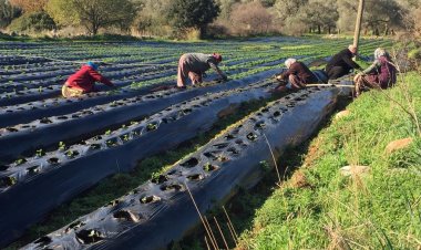 Bodrum Ziraat Odası Arazi ziyaretleri Devam Ediyor