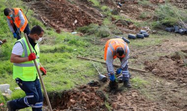Bodrum Belediyesi'nden Fidan Ve Ağaç Dikimi