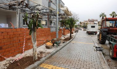 Turunç Ağaçları Geri Dikiliyor