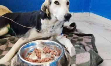 Aracın Çarpıp Kaçtığı Hamile Köpek Kurtarıldı