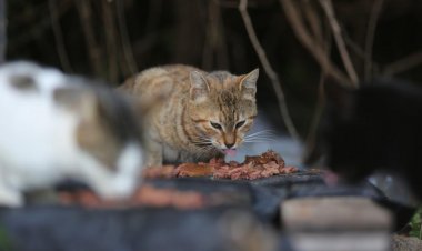 Kediler Beslenip Sahilde Temizlik Çalışması Yapıldı
