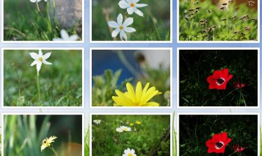 Bodrum'da Baharın Renkleri