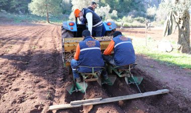 Marmaris'te Şimdi Sıra Patateste