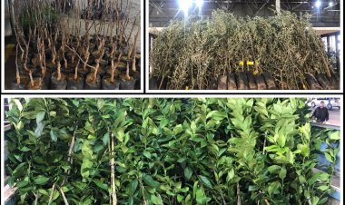 Fidanlar Ziraat Odası Tarafından Üreticiye Teslim Edildi