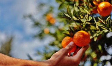 Belediye Ve Tarko İşbirliği İle Bodrum Mandalini Tüm Türkiye’de