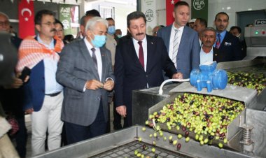 Milas, 7. Zeytin Hasat Şenliği İle Şenlendi