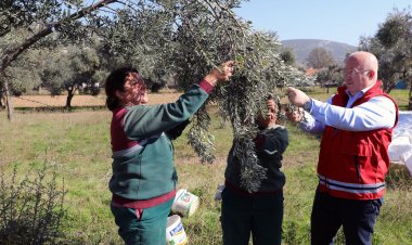 Menteşe Belediyesi Zeytin Hasadına Başladı