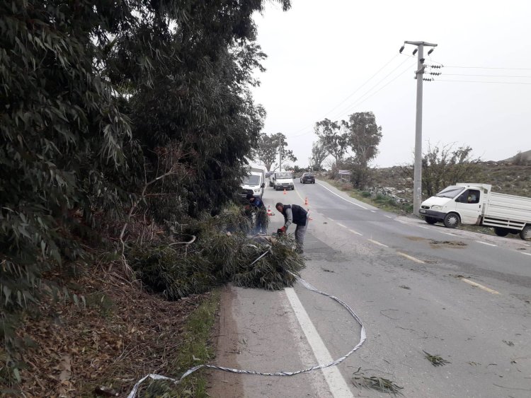 Fırtınada Zarar Gören Ağaçlara Belediye Ekipleri Müdahale Etti
