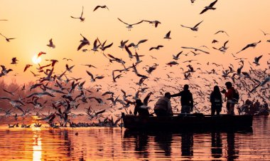 Kanadı Kırık Kuşlar Göç Ederken