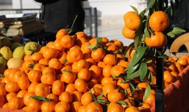 Bodrum’da Mandalina Hasat Festivali Gerçekleştirildi