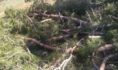 Mazı’daki Ağaç Kıyımı Derhal Durdurulsun!