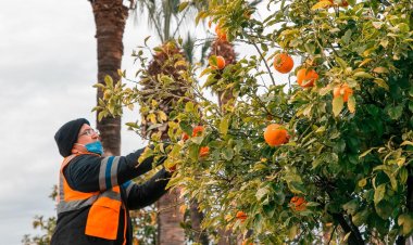 Cadde Kenarlarındaki Turunçlar Belediye Ekiplerince Toplanıyor