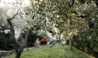 Halkın Kurtuluş Partisi Zeytinlikler İçin Danıştay'a Başvuru Yaptı