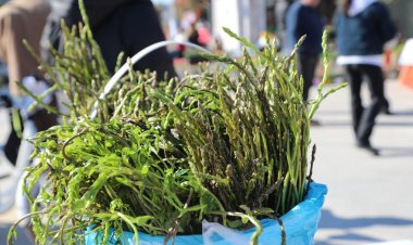 Bodrum Acı Ot Festivali’nde Renkli Görüntüler