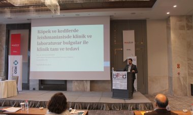 İnsanların ve köpeklerin ortak hastalığı: Leishmaniasis