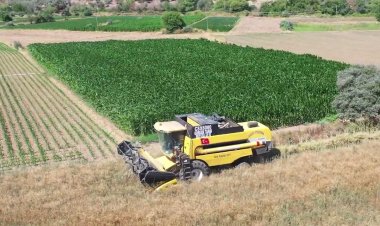 Ata Tohumlarından Elde Edilen Karakılçık Buğdayının Hasadı Yapıldı